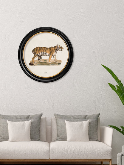 c.1824 Tiger – Round Frame – framed wall art at Leya Buster Interiors