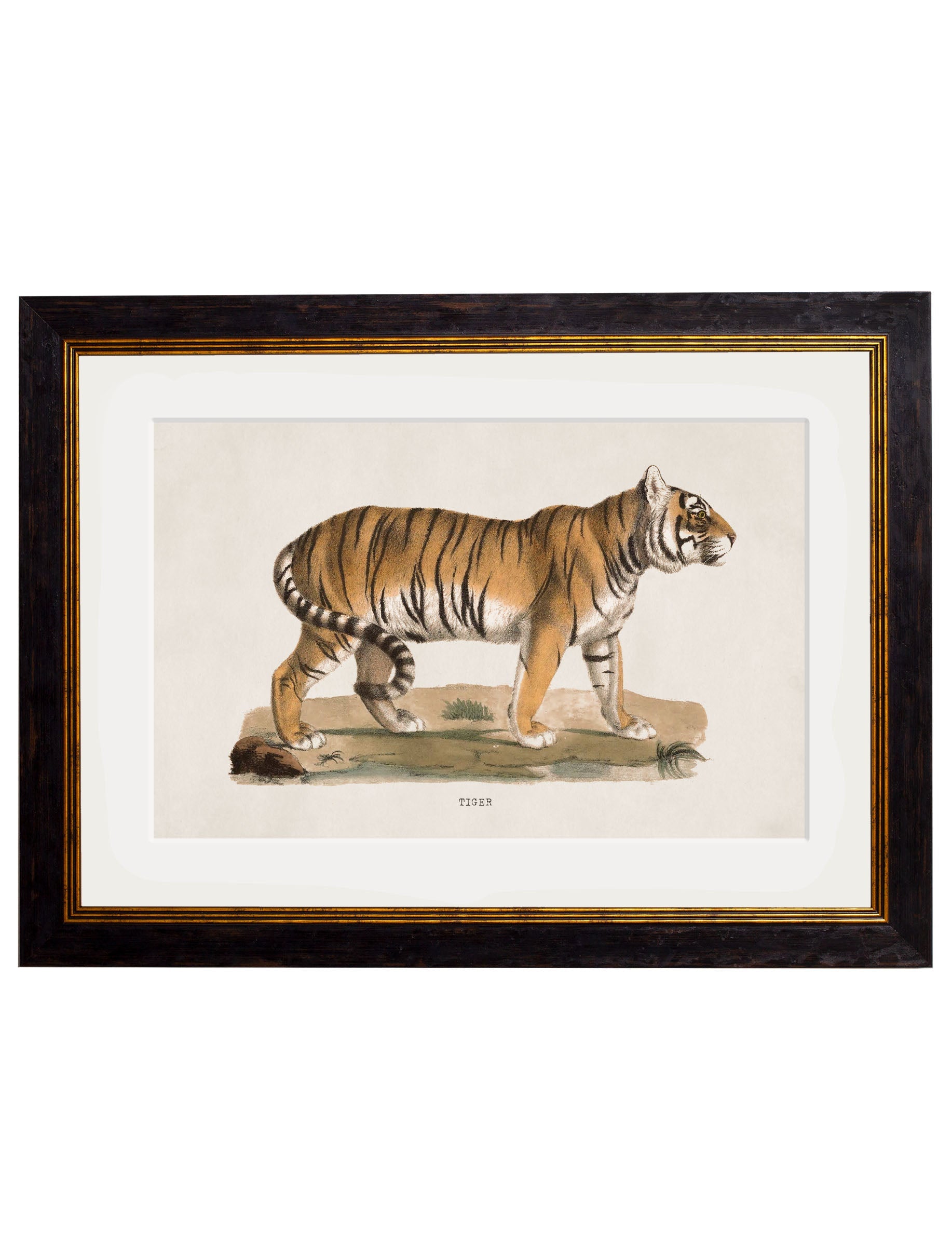 c.1824 Tiger – framed wall art at Leya Buster Interiors