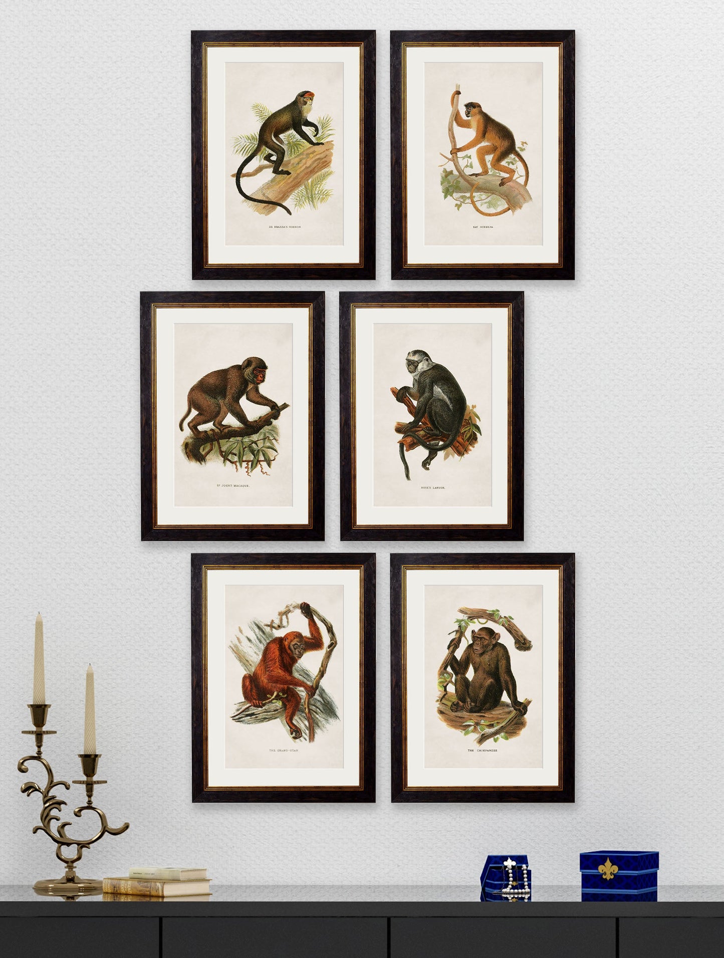 c.1910 Collection of Primates – framed wall art at Leya Buster Interiors
