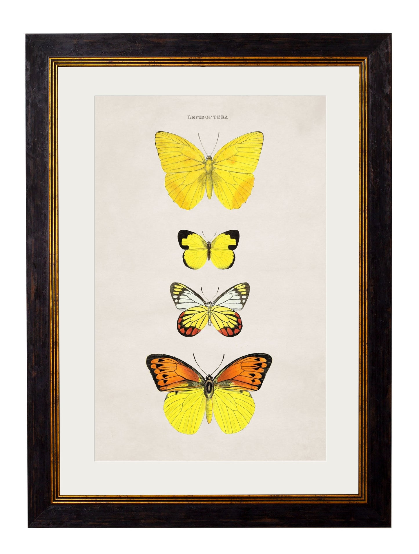 c.1835 Butterflies styled view – Leya Buster Interiors
