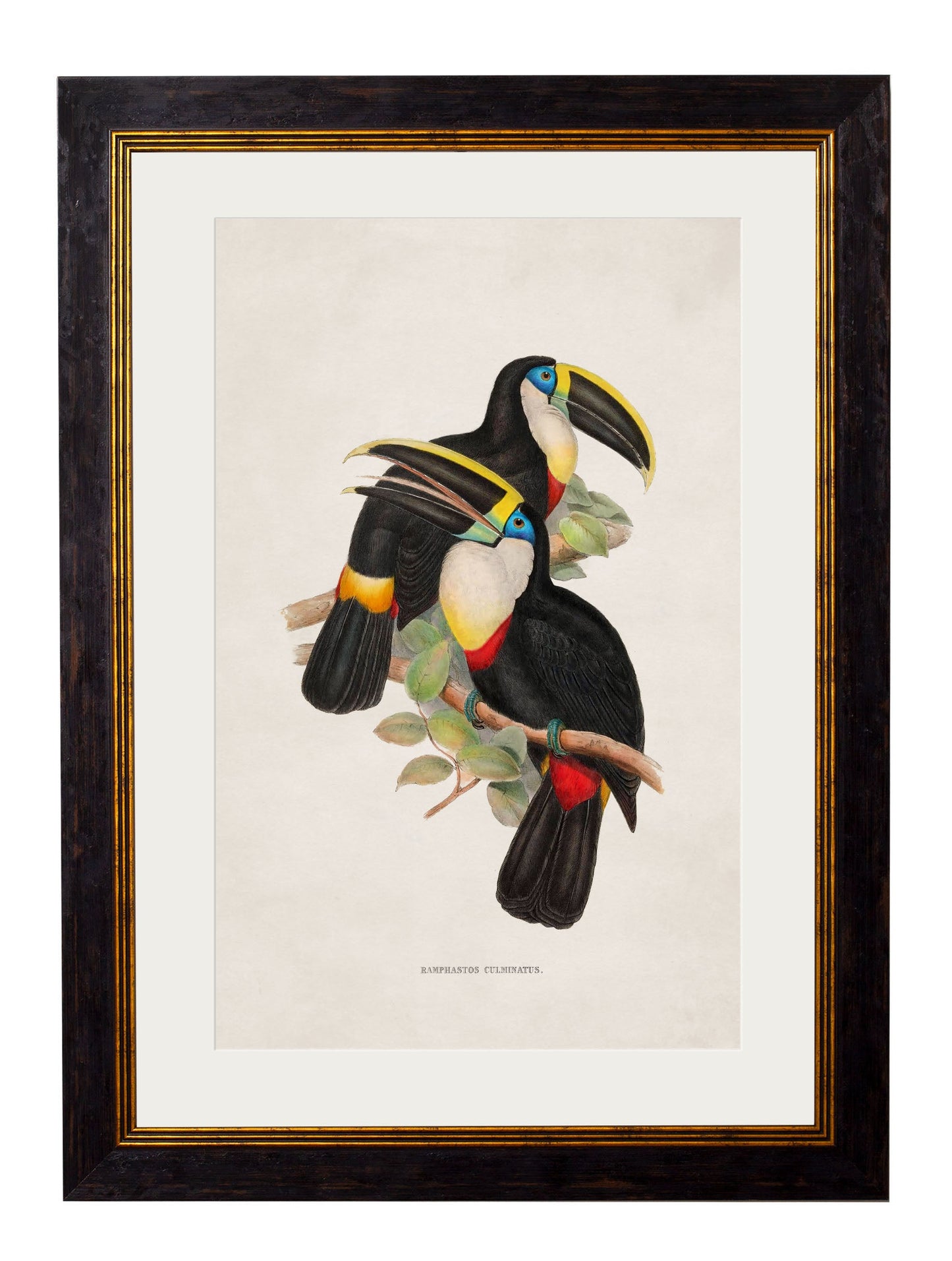 c.1848 Toucans styled view – Leya Buster Interiors
