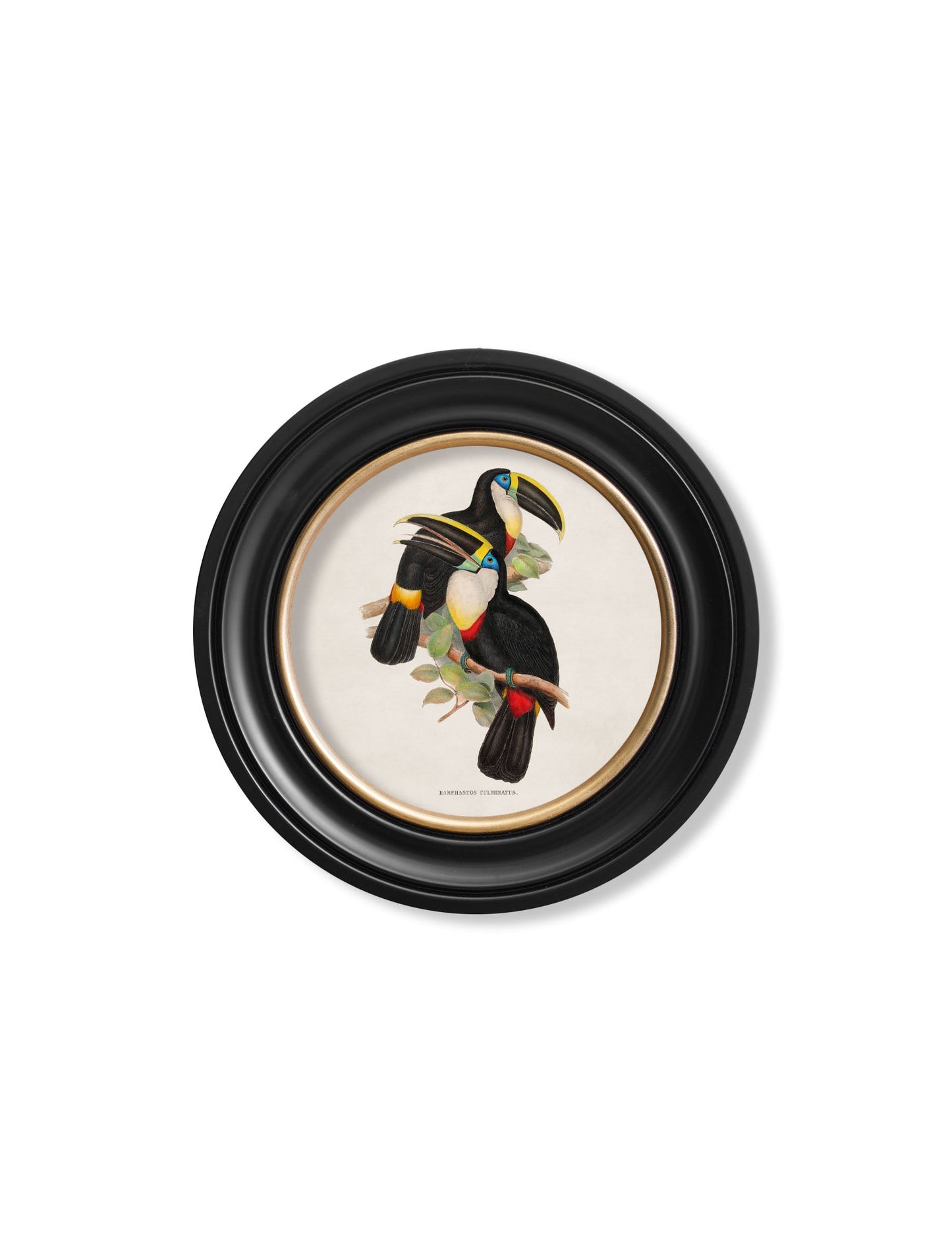 c.1848 Toucans – Round Frames styled view – Leya Buster Interiors